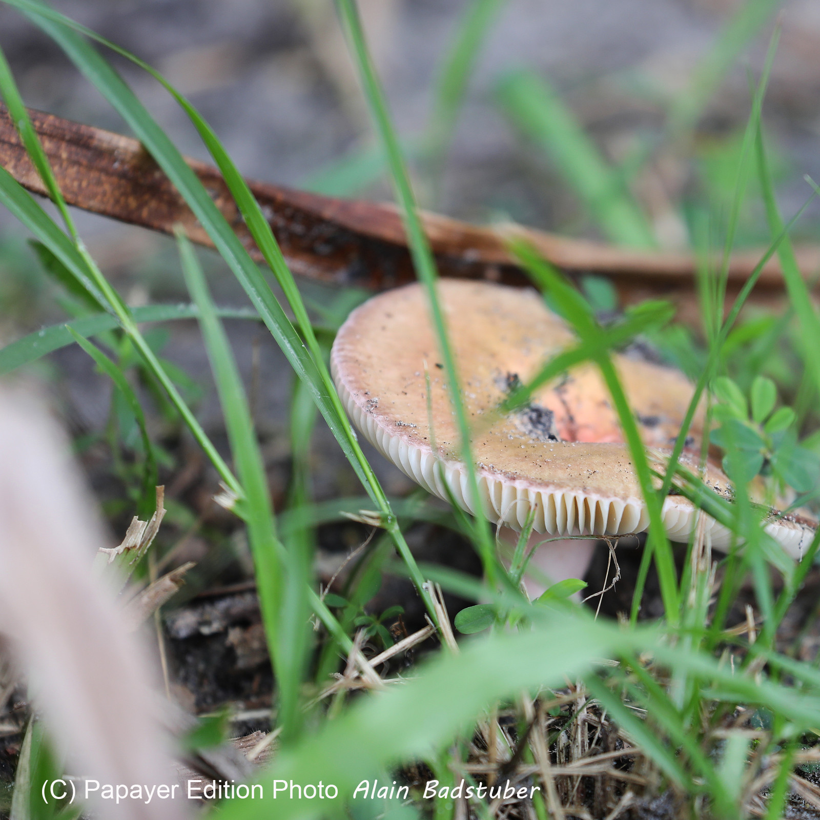Premier séjour à Crooked Tree , au Bélize en octobre 2021