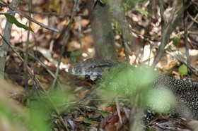 Reptiles à Cape Tribulation