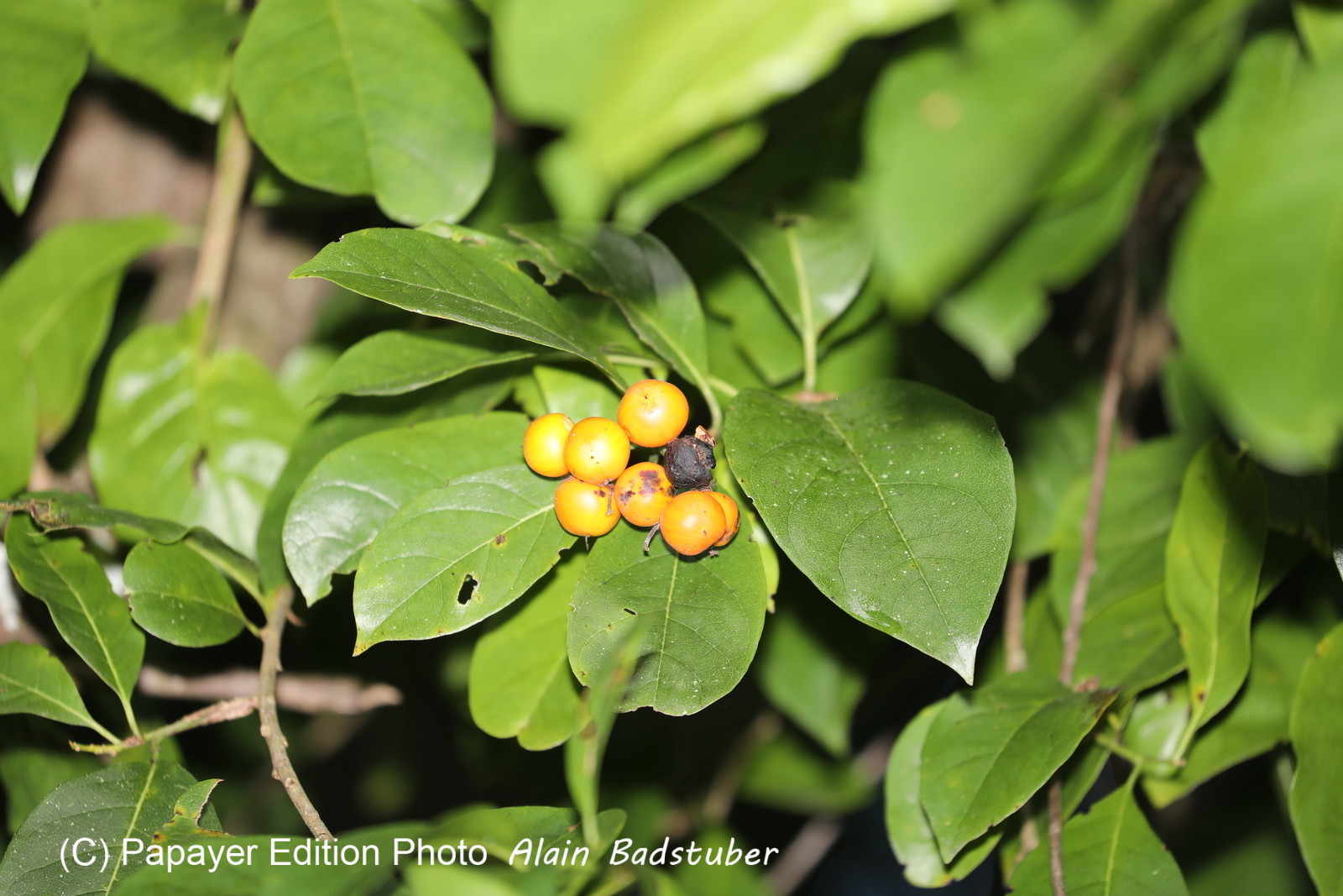 Quatre jours de terrain à Punta Gorda Quatre jours de terrain à Punta Gorda