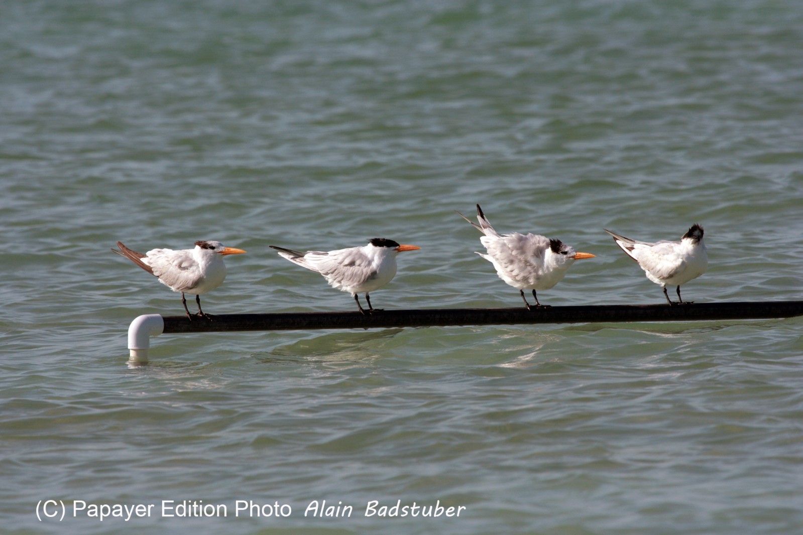 Images_Belize_2011_378
