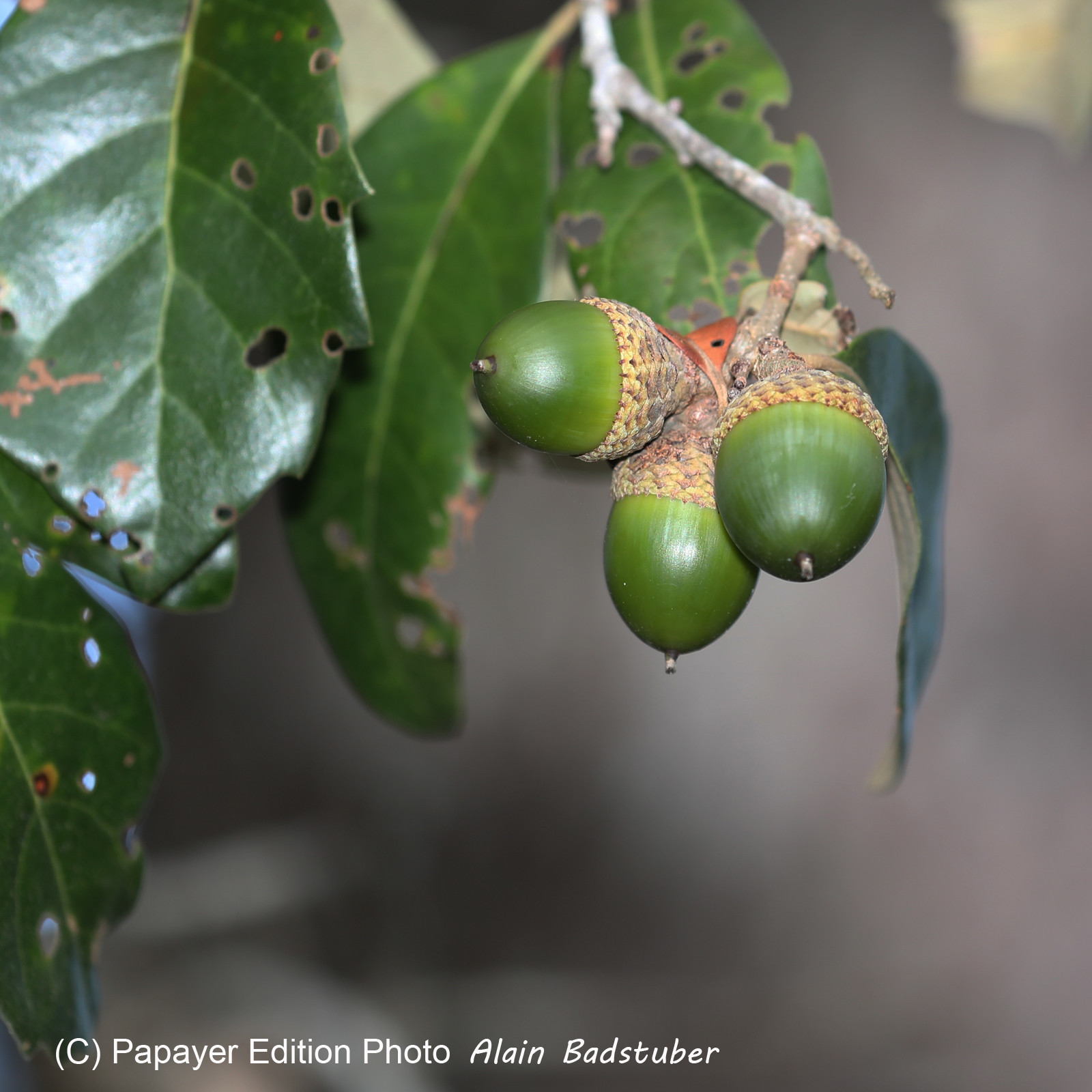 Premier séjour à Crooked Tree , au Bélize en octobre 2021 Premier séjour à Crooked Tree , au Bélize en octobre 2021