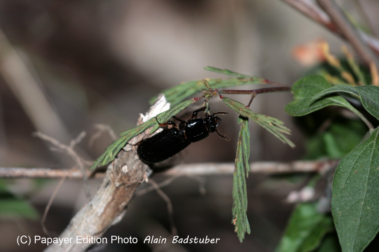 Images_Belize_2011_320