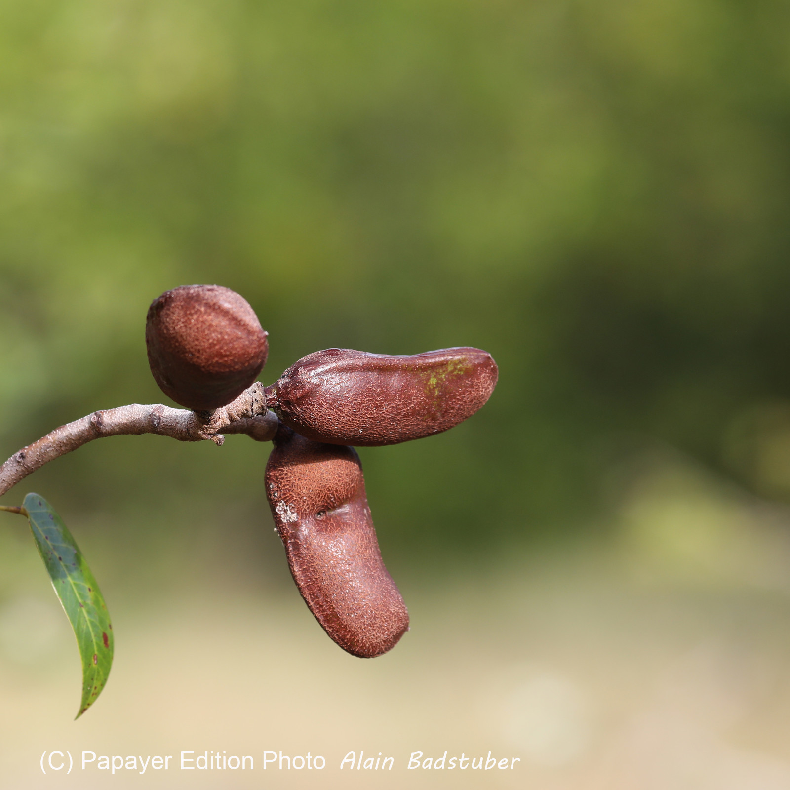 Premier séjour à Crooked Tree , au Bélize en octobre 2021 Premier séjour à Crooked Tree , au Bélize en octobre 2021