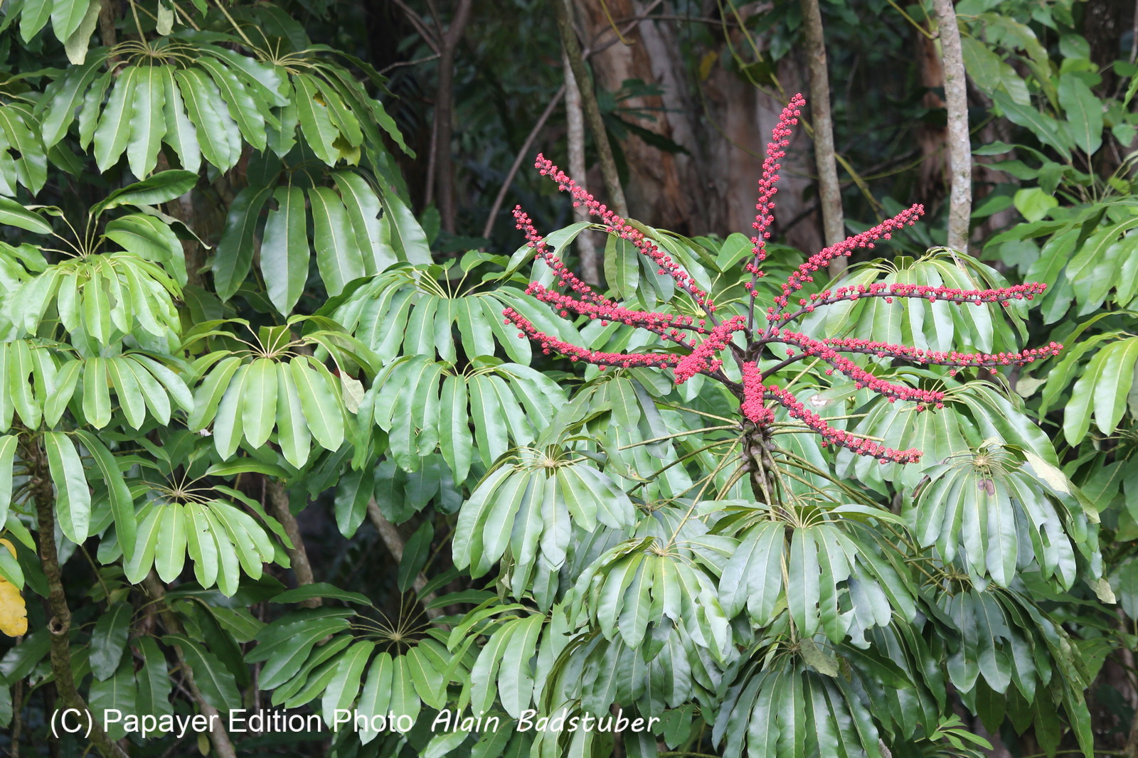 L'Australie à Cow Bay et Cape Tribulation en 2017
