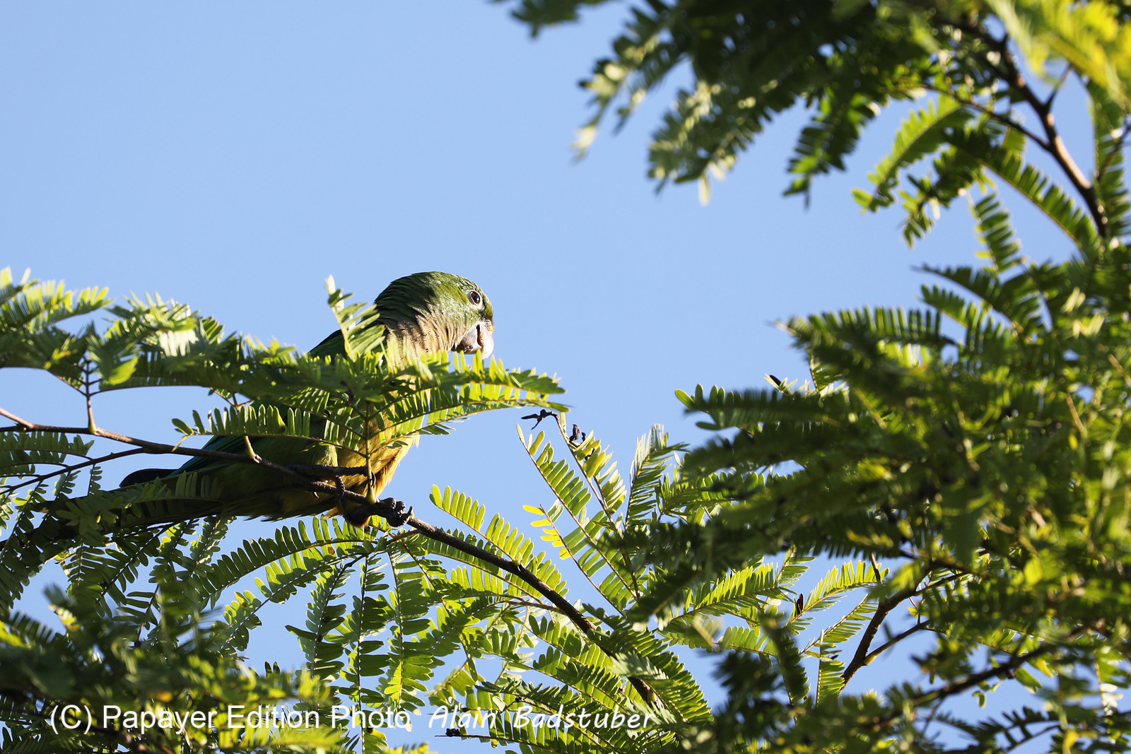 Deuxième séjour à Sarteneja, Bélize, Novembre - Décembre 2021 Deuxième séjour à Sarteneja, Bélize, Novembre - Décembre 2021