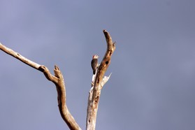 Images_Belize_2011_338