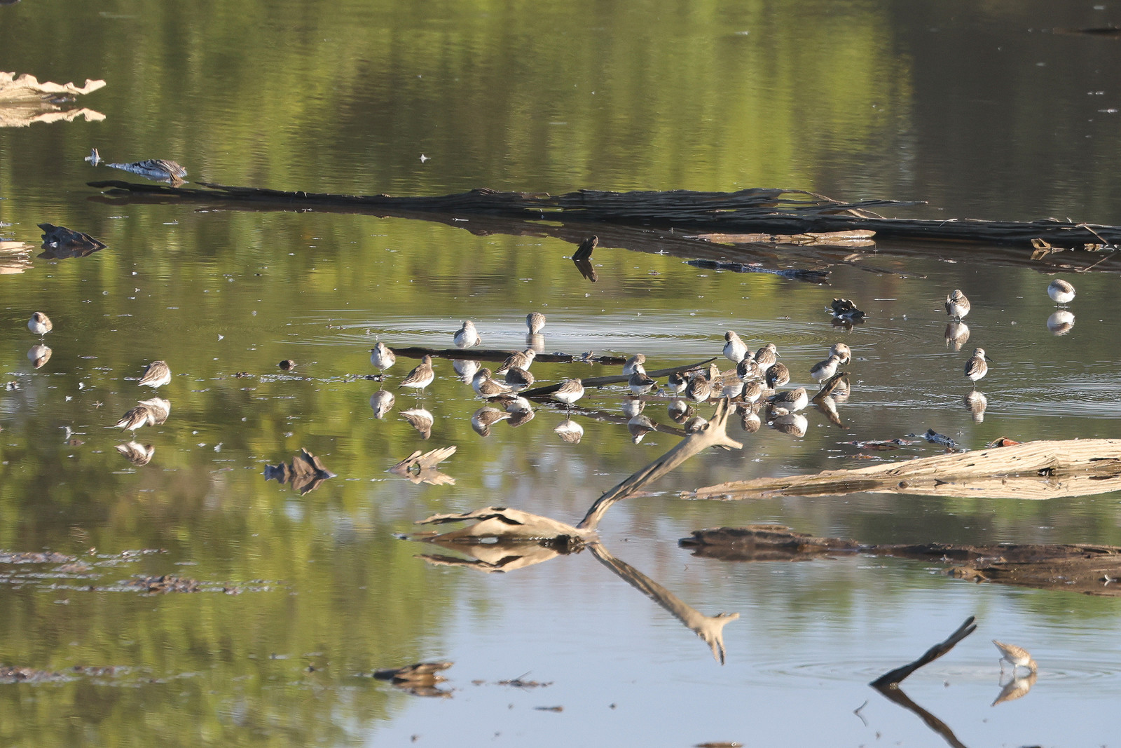 Petit-limicoles_1.jpg Petit-limicoles_1.jpg