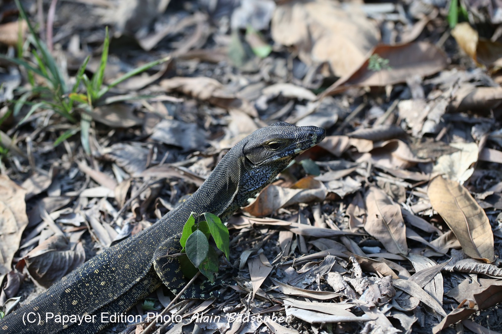 Reptiles à Cape Tribulation