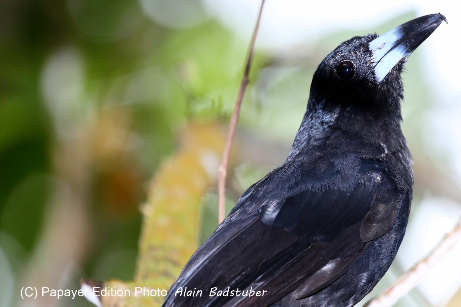 L'Australie à Cow Bay et Cape Tribulation en 2017 L'Australie à Cow Bay et Cape Tribulation en 2017