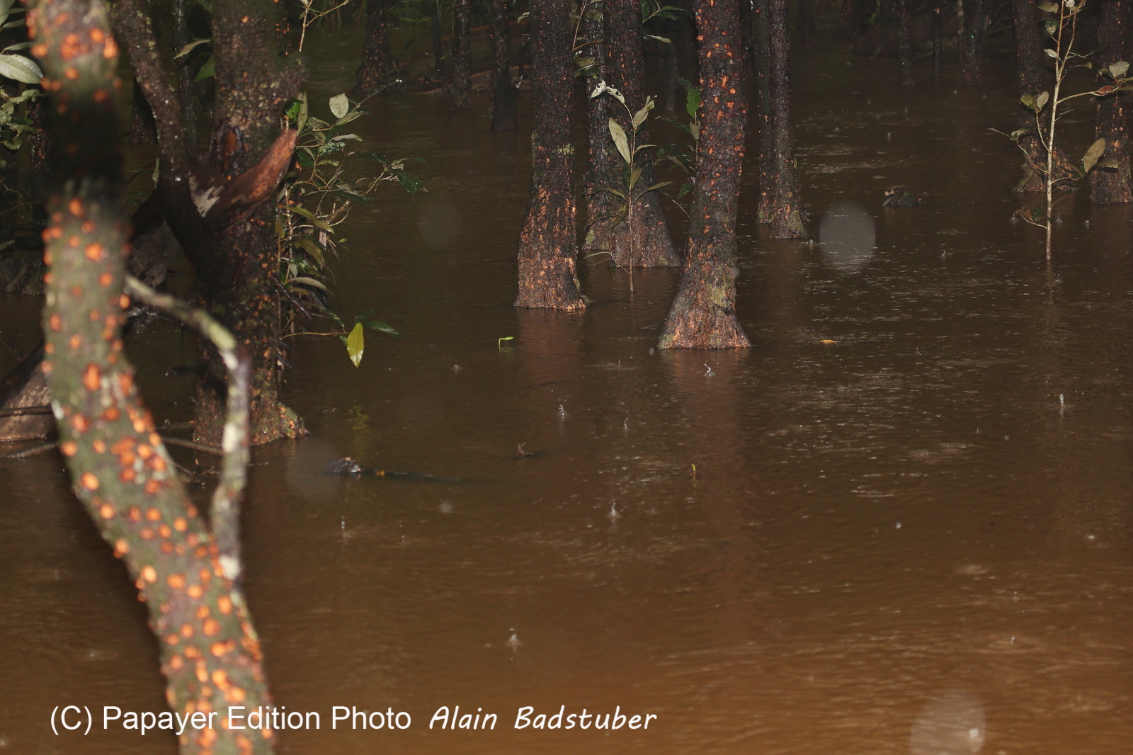 L'Australie à Cow Bay et Cape Tribulation en 2017 L'Australie à Cow Bay et Cape Tribulation en 2017