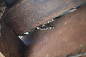 Reptiles à Cape Tribulation
