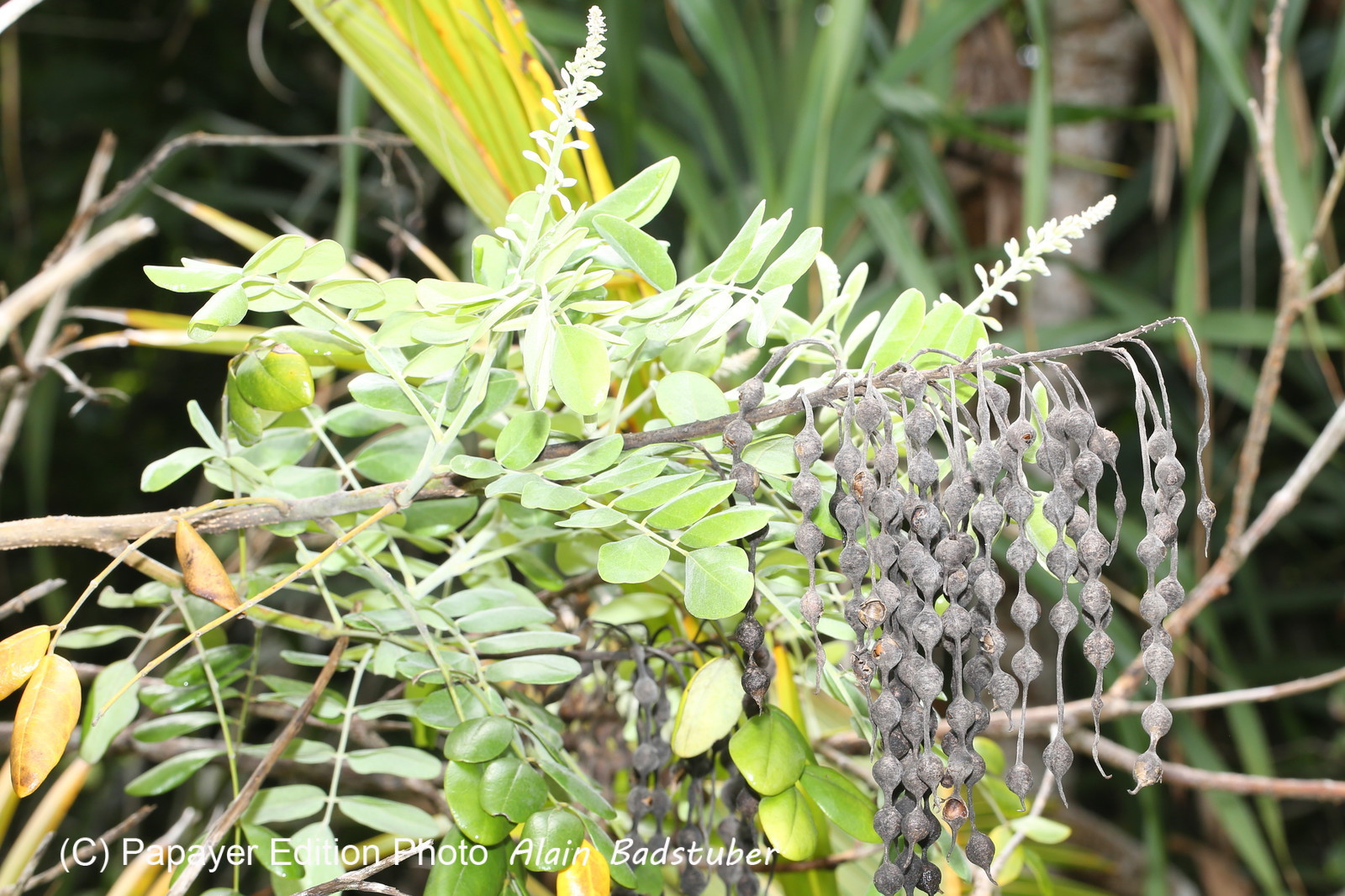 L'Australie à Cow Bay et Cape Tribulation en 2017 L'Australie à Cow Bay et Cape Tribulation en 2017