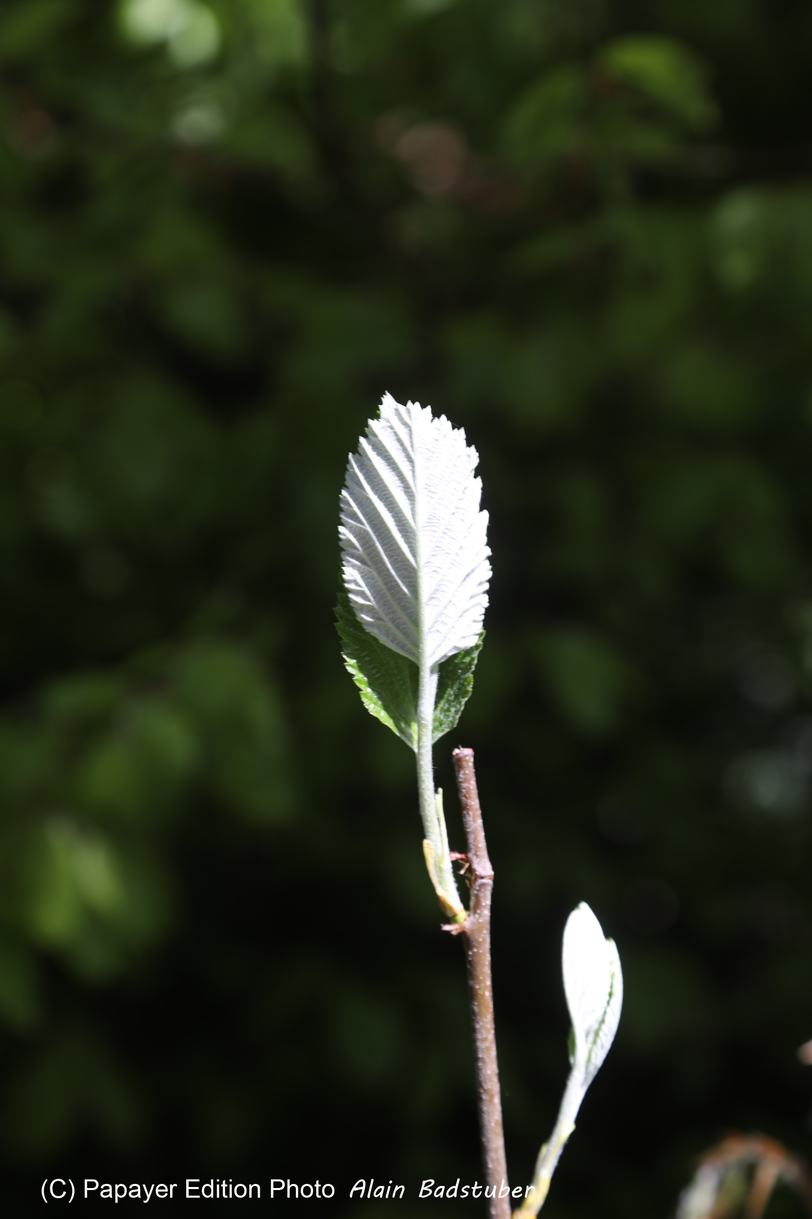 Ma balade du premier mai 2019 Ma balade du premier mai 2019