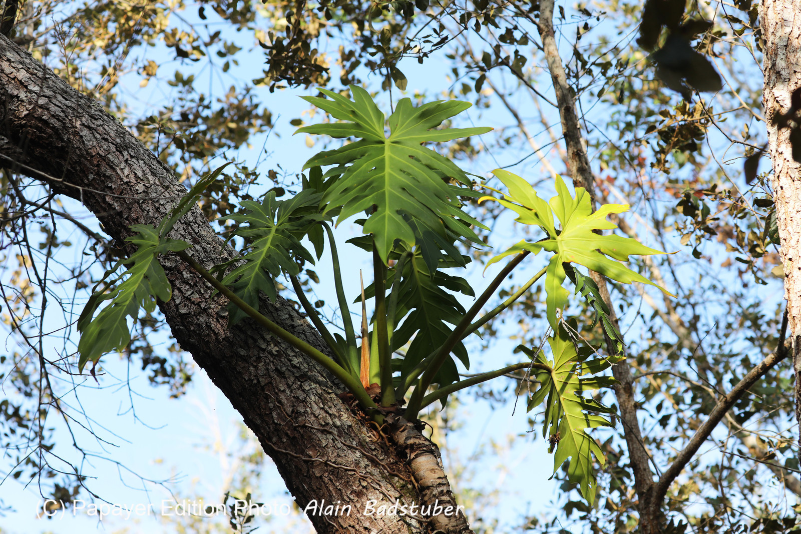 Premier séjour à Crooked Tree , au Bélize en octobre 2021 Premier séjour à Crooked Tree , au Bélize en octobre 2021