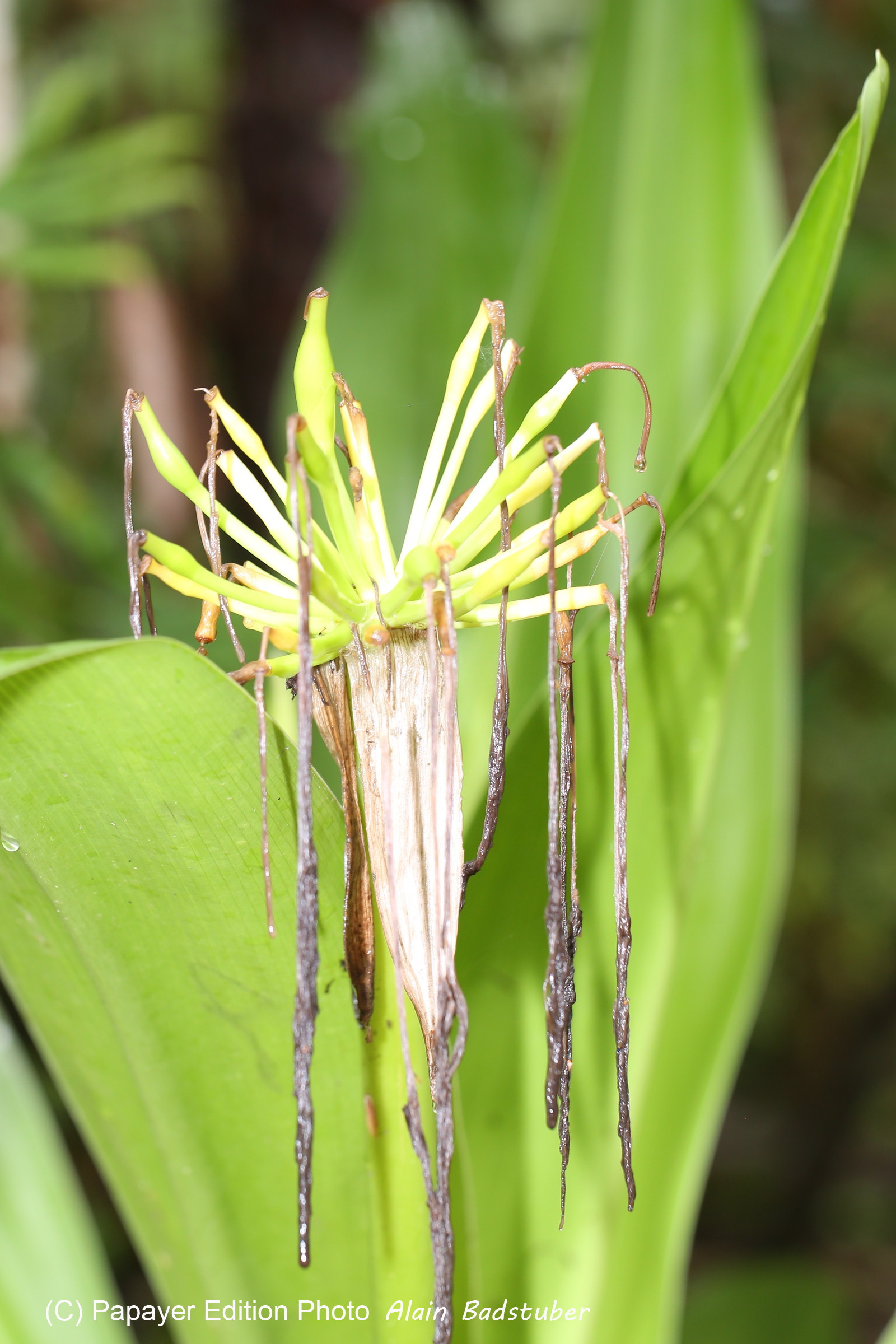 L'Australie à Cow Bay et Cape Tribulation en 2017 L'Australie à Cow Bay et Cape Tribulation en 2017