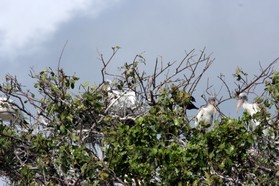 Images_Belize_2011_114