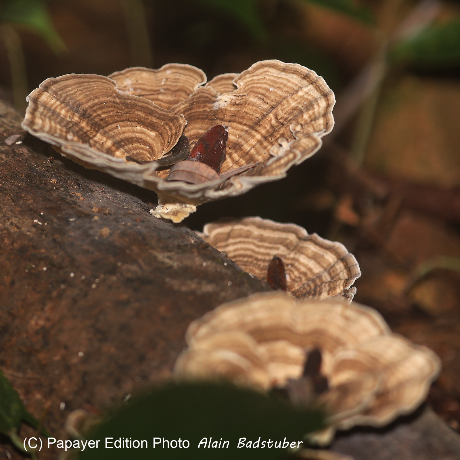 Quatre jours de terrain à Punta Gorda Quatre jours de terrain à Punta Gorda