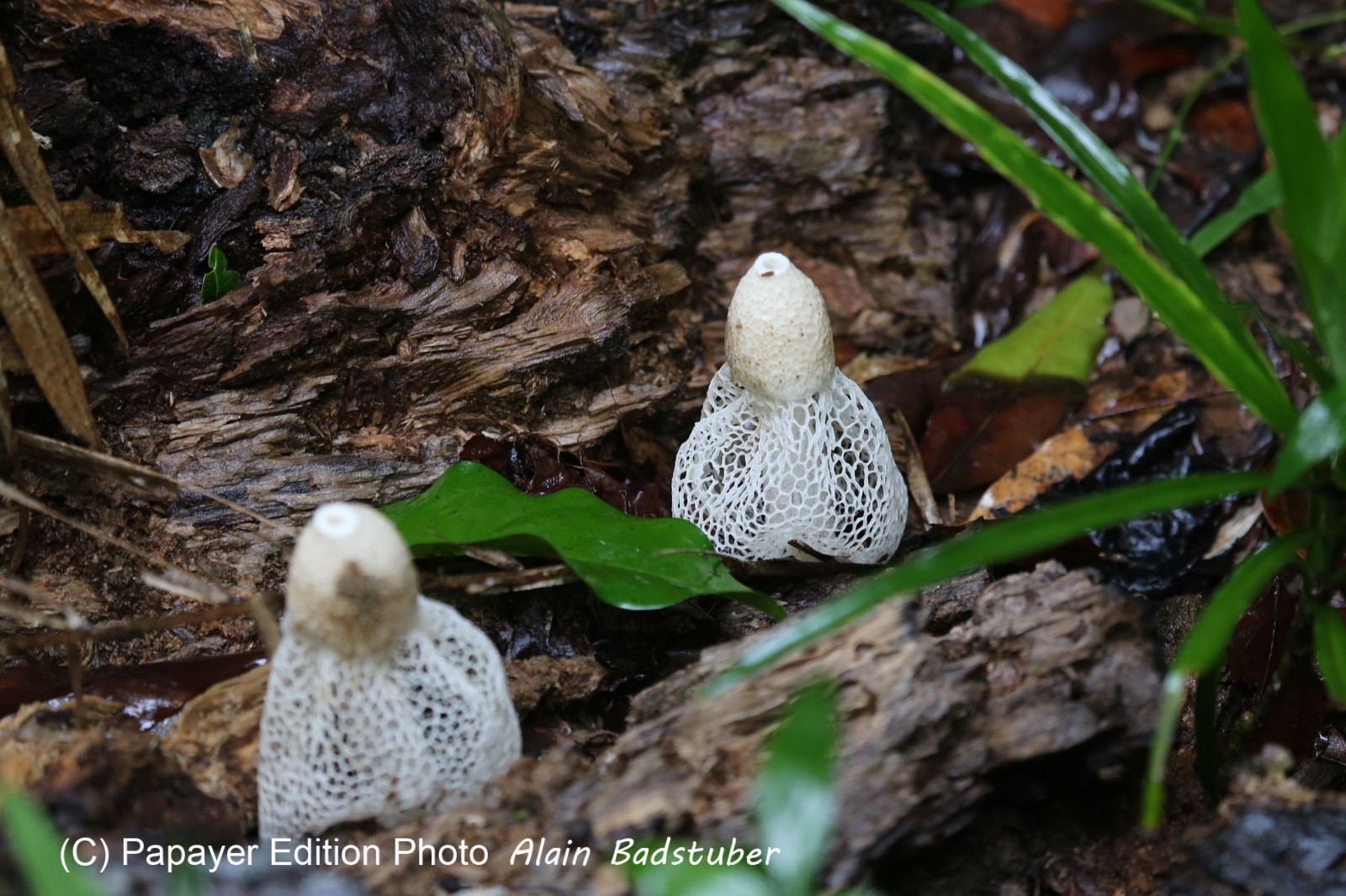 L'Australie à Cow Bay et Cape Tribulation en 2017 L'Australie à Cow Bay et Cape Tribulation en 2017