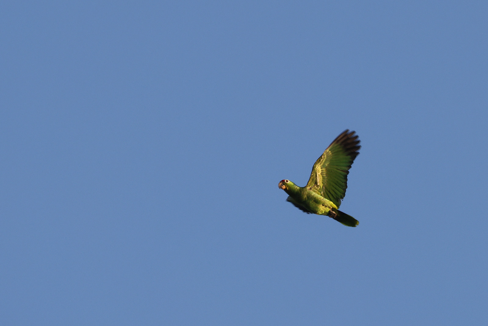 Amazone-a-diademe_1.jpg Amazone-a-diademe_1.jpg