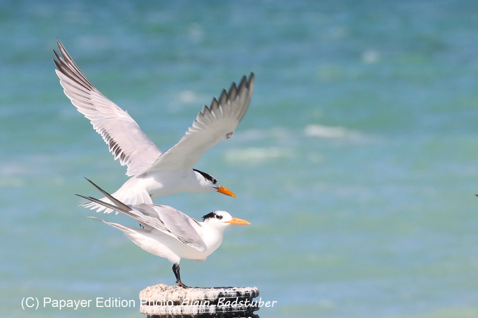 Deuxième séjour à Sarteneja, Bélize, Novembre - Décembre 2021
