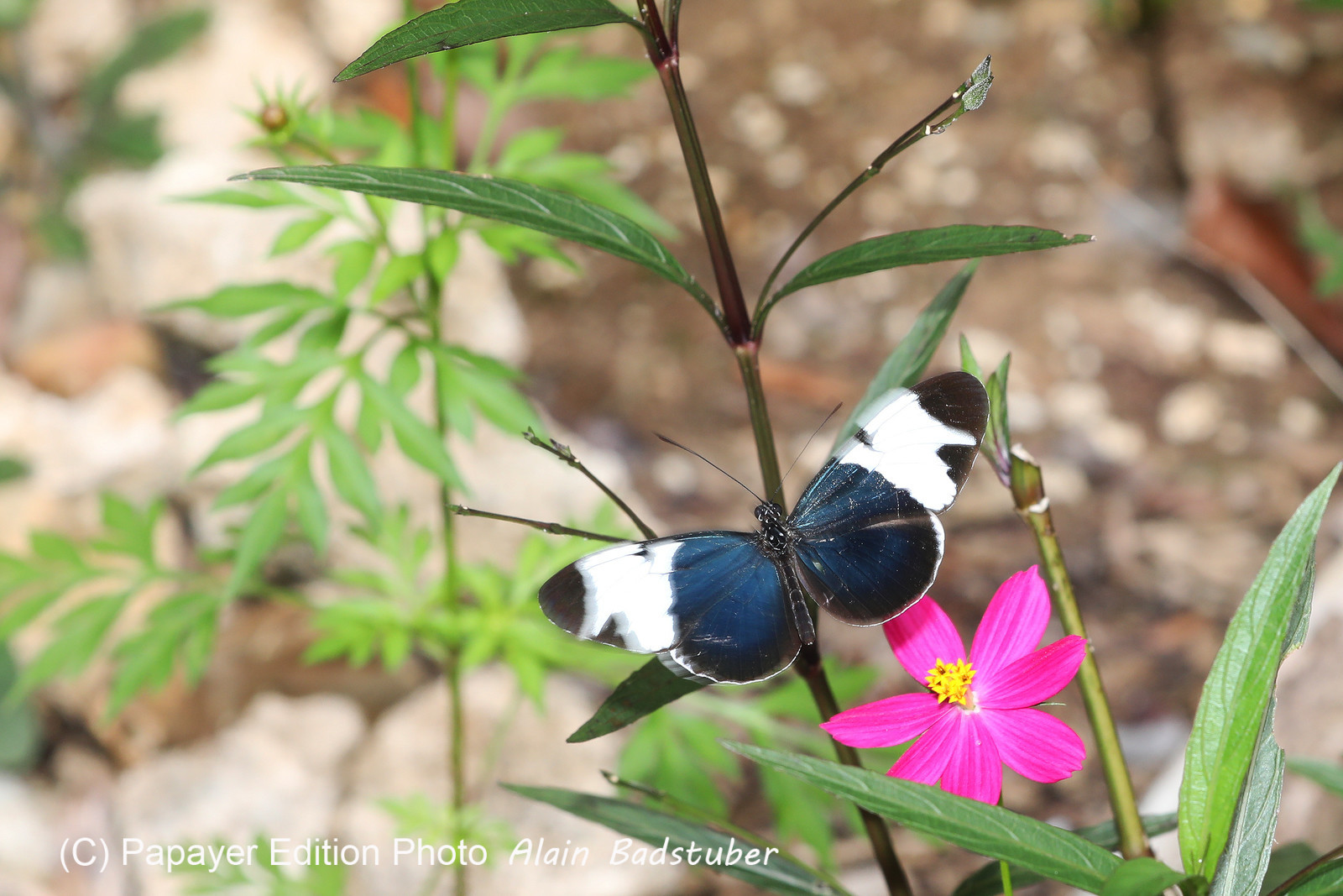Quatre jours de terrain à Punta Gorda