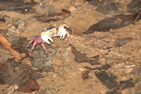 L'Australie à Cow Bay et Cape Tribulation en 2017