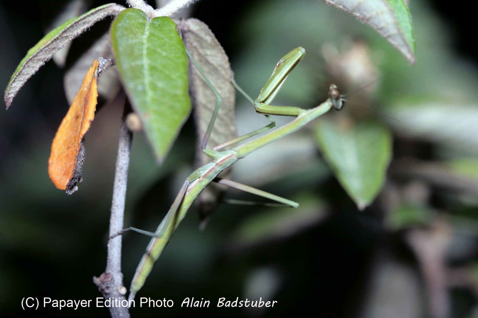 Images_Belize_2011_322