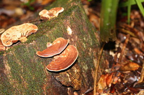 L'Australie à Cow Bay et Cape Tribulation en 2017