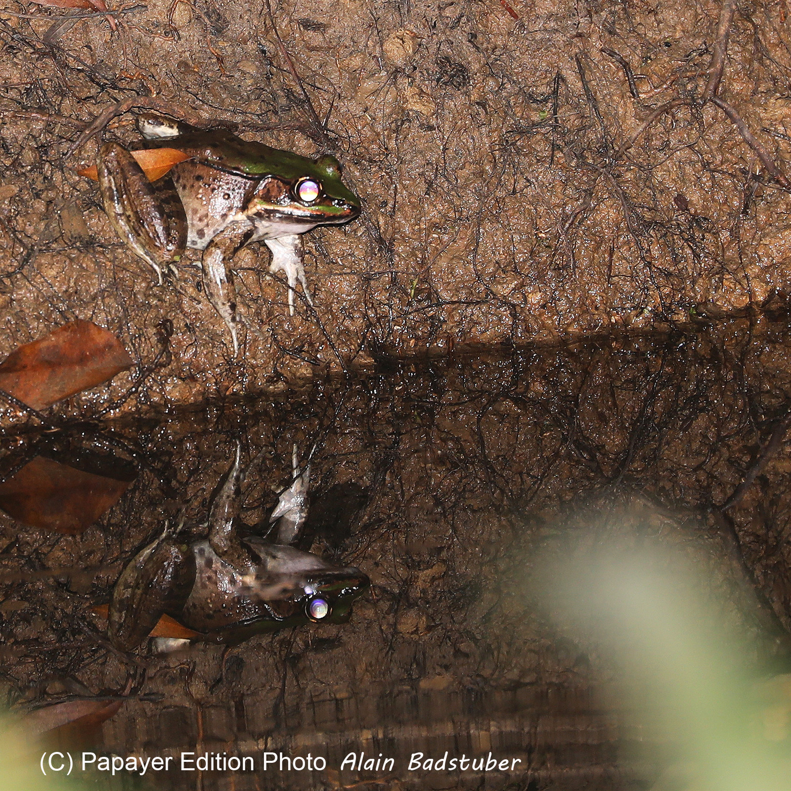 Quatre jours de terrain à Punta Gorda
