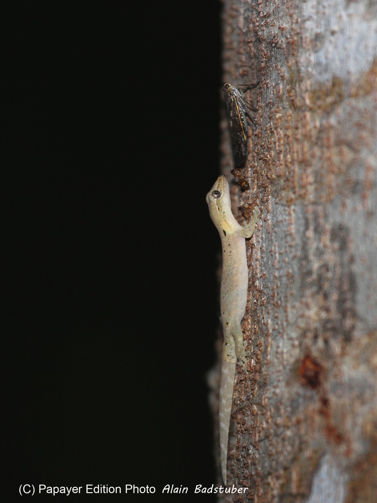 Reptiles à Cape Tribulation