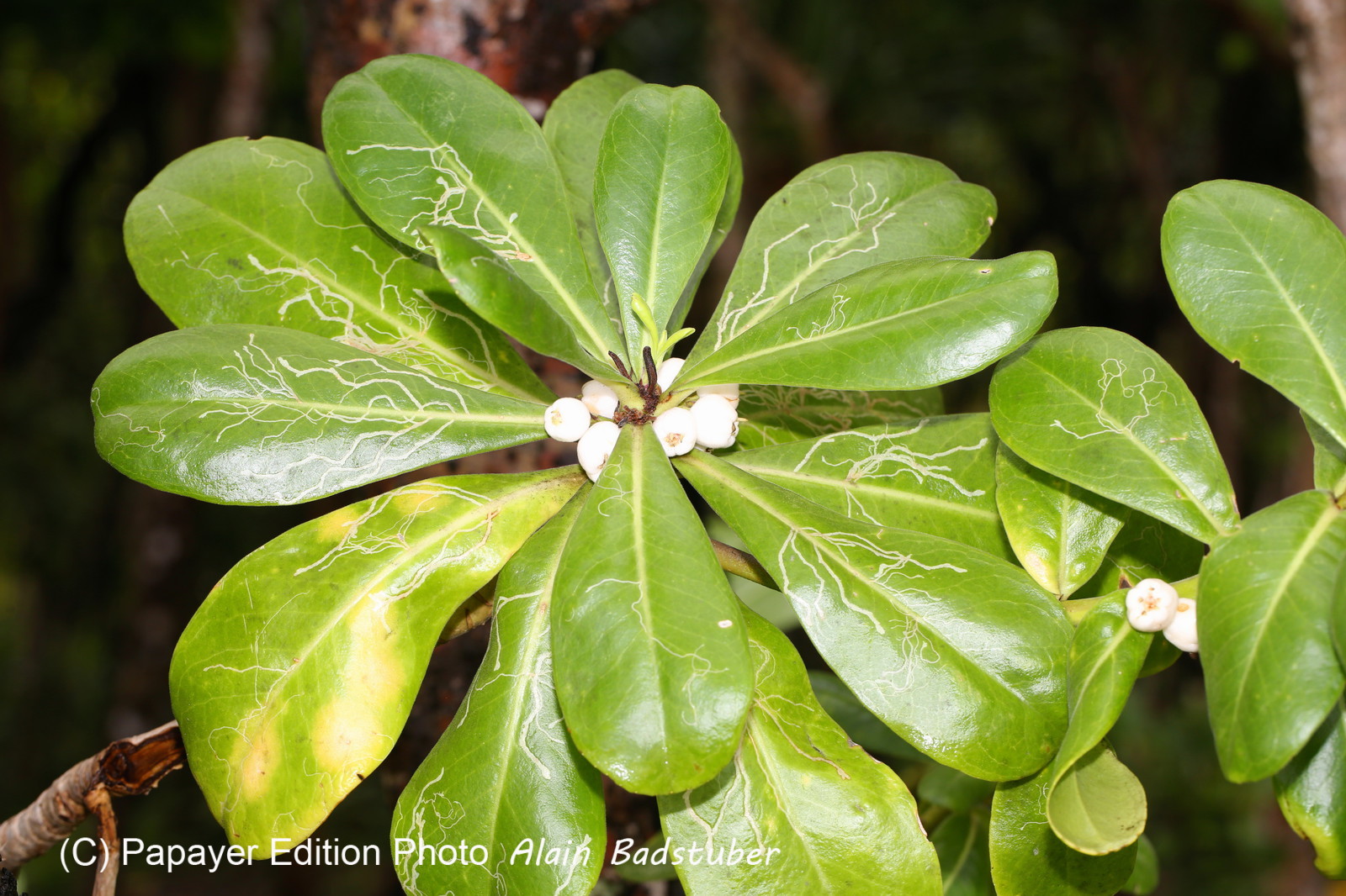 L'Australie à Cow Bay et Cape Tribulation en 2017 L'Australie à Cow Bay et Cape Tribulation en 2017