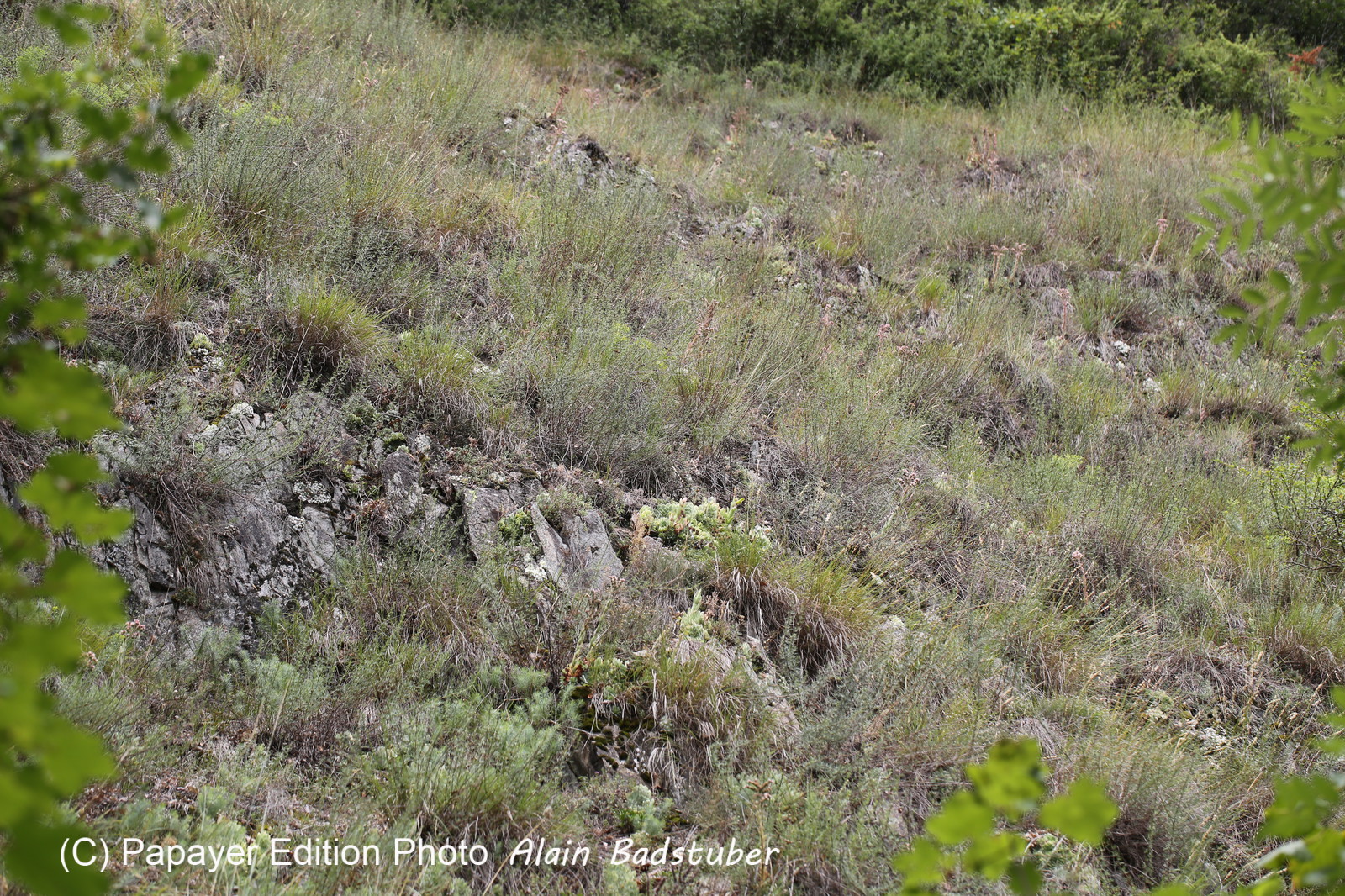 Follatères 2017 Follatères 2017