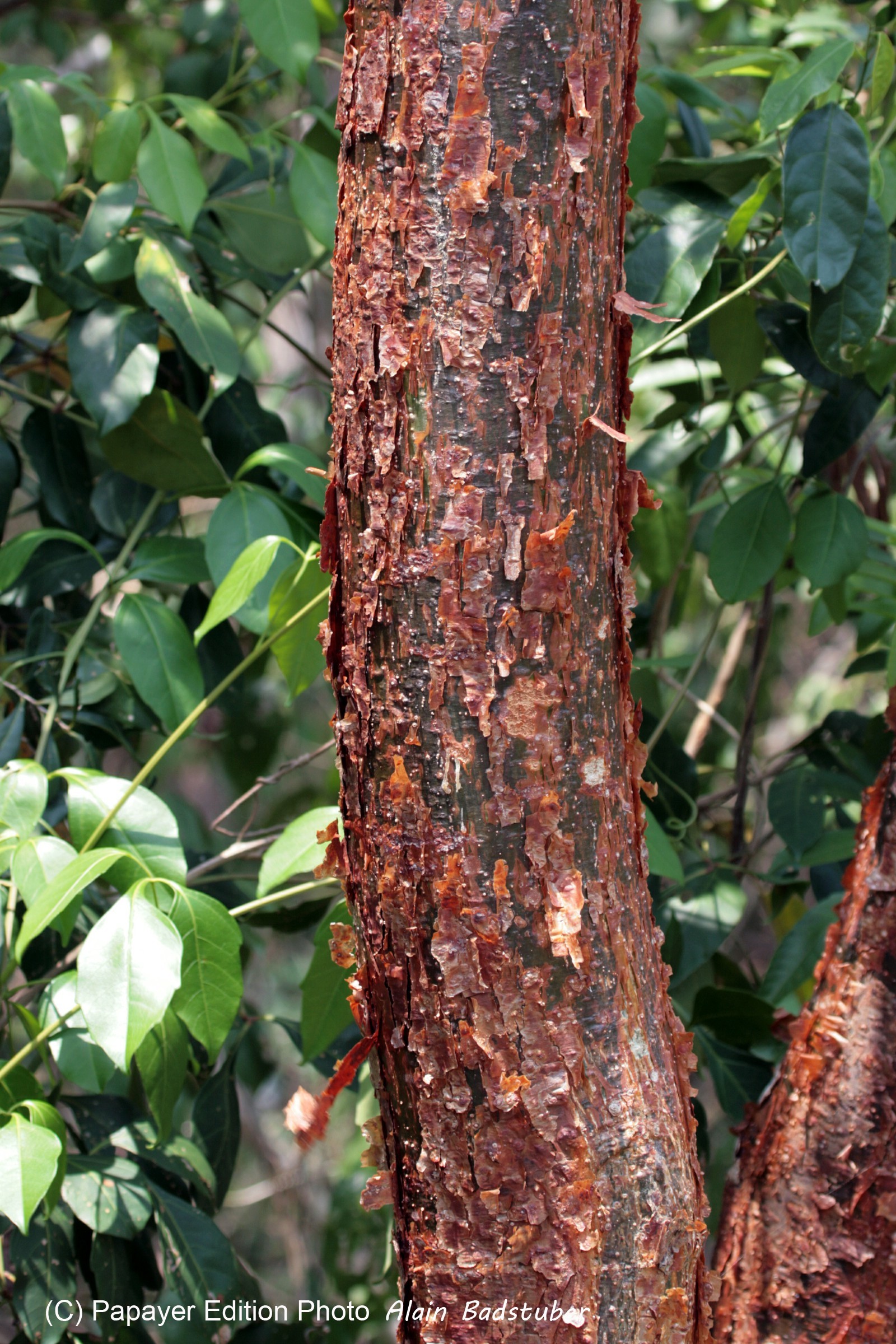 Images_Belize_2011_395