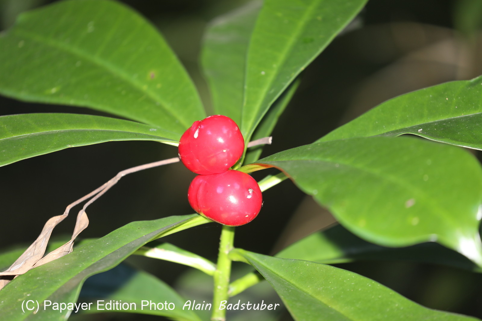 Quatre jours de terrain à Punta Gorda Quatre jours de terrain à Punta Gorda