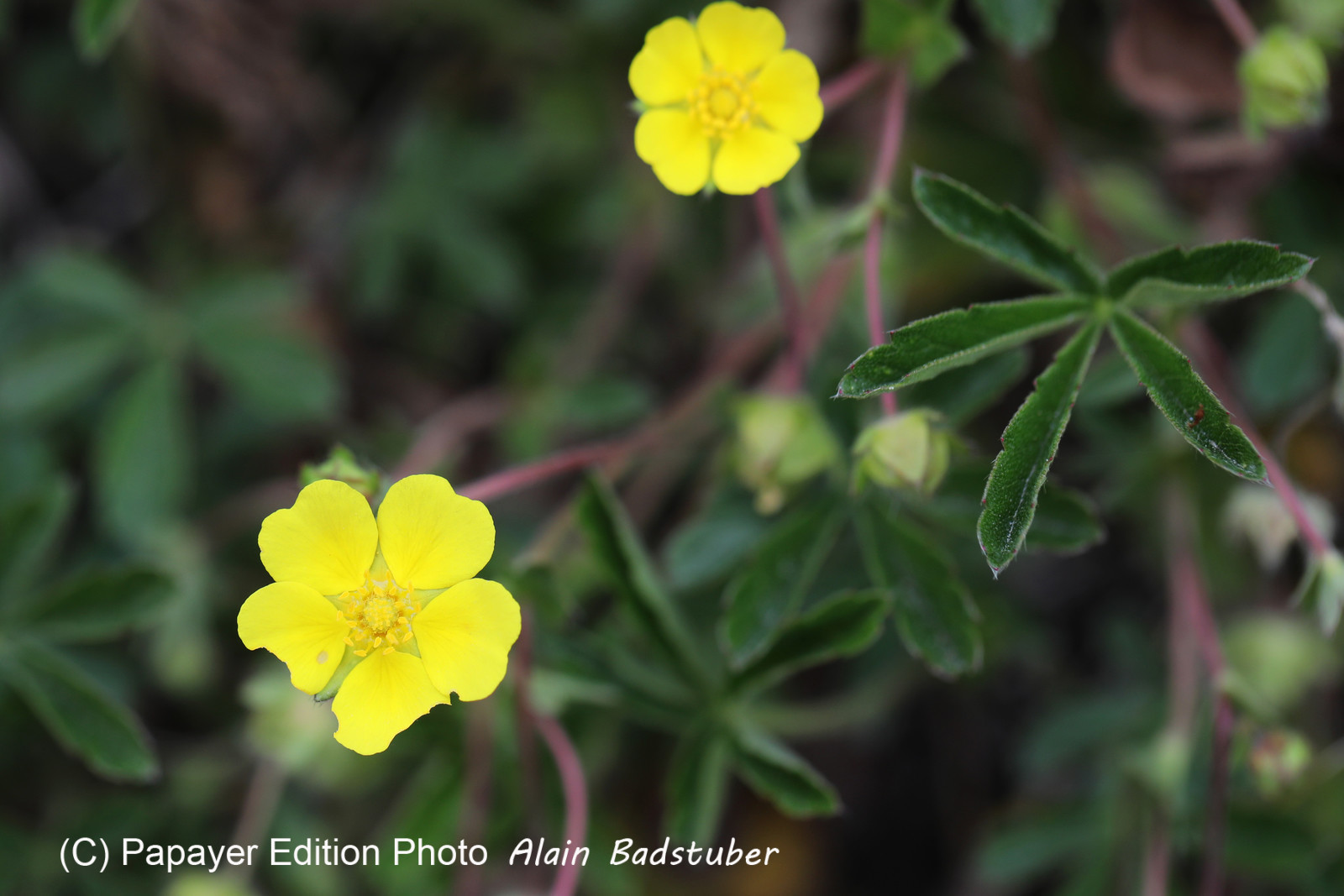 Fleur jaune... Fleur jaune...