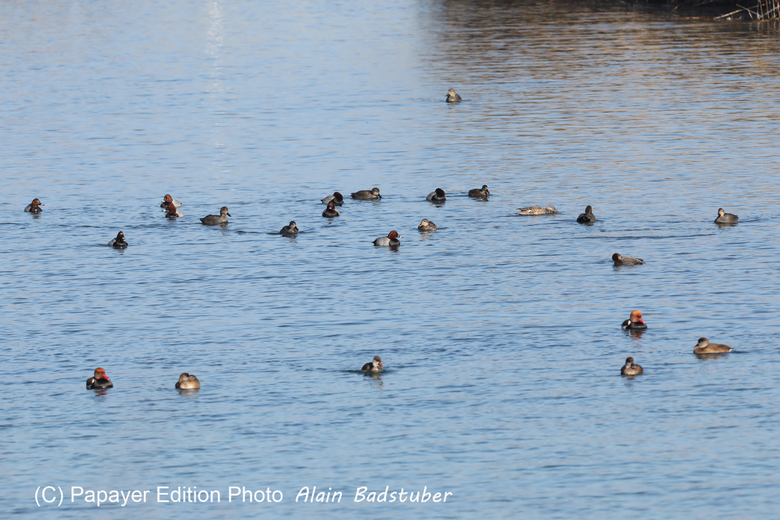 Faune et Flore de Suisse, 2022, Vaumarcus, Fuligules milouins, Nettes rousses et Canards Chipeaux