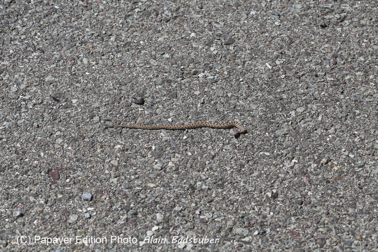 Follatères 2017 Follatères 2017