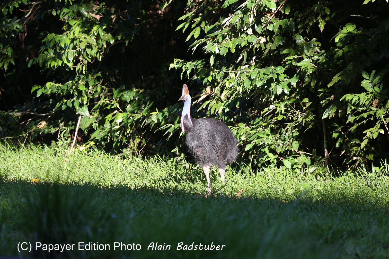 L'Australie à Cow Bay et Cape Tribulation en 2017