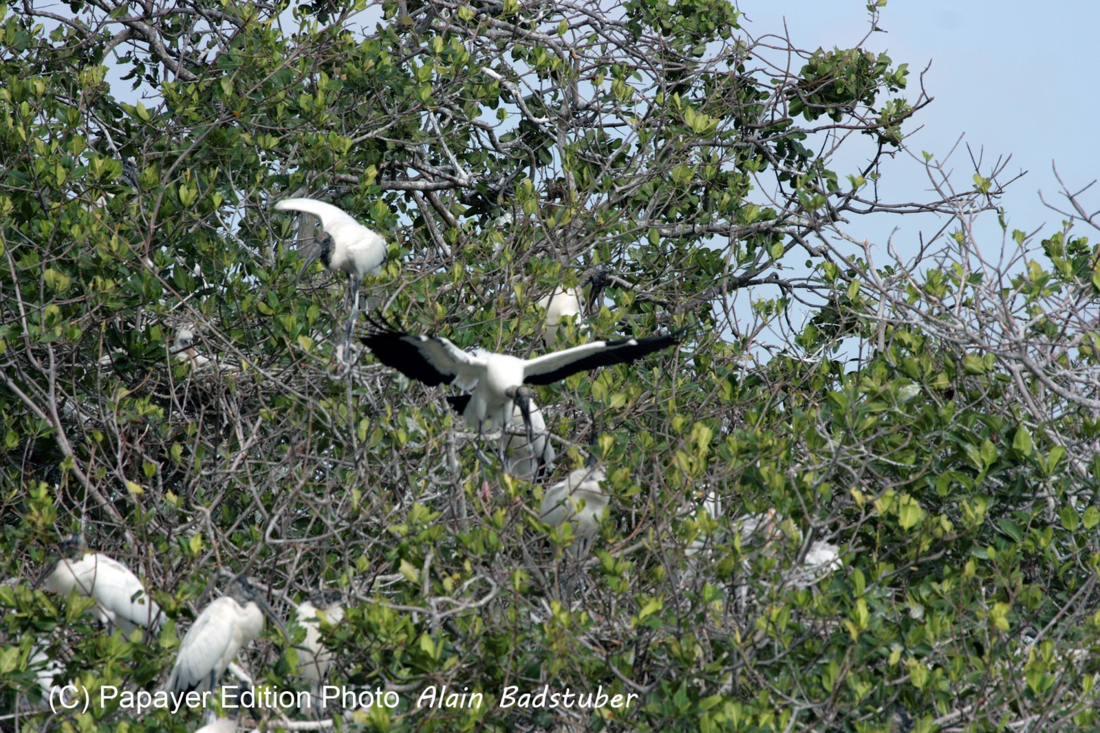 Images_Belize_2011_103