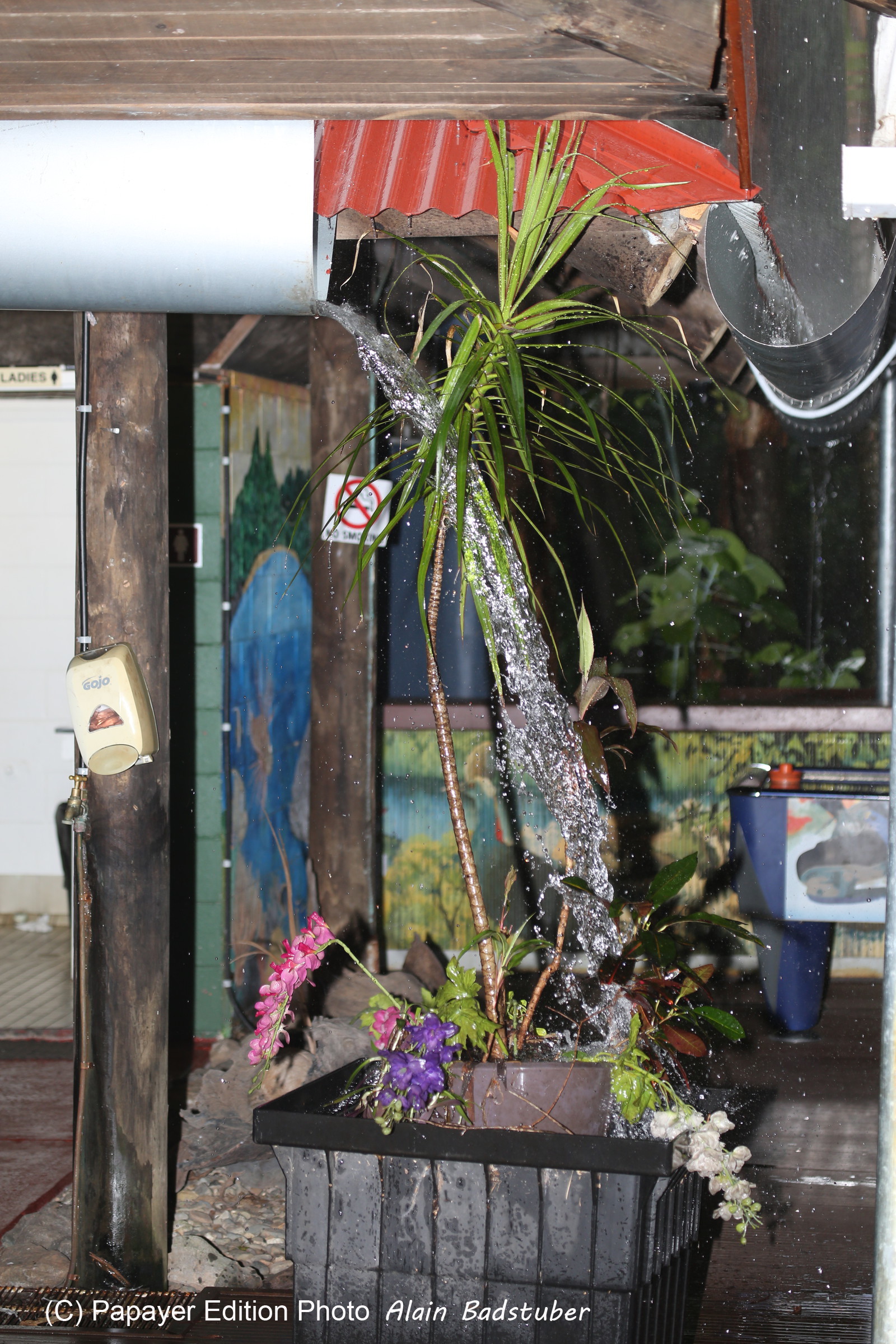 L'Australie à Cow Bay et Cape Tribulation en 2017 L'Australie à Cow Bay et Cape Tribulation en 2017