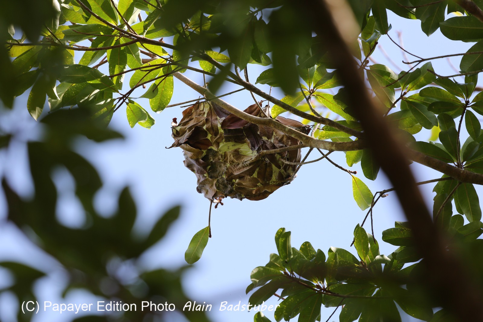 Fourmis à Cape Tribulation