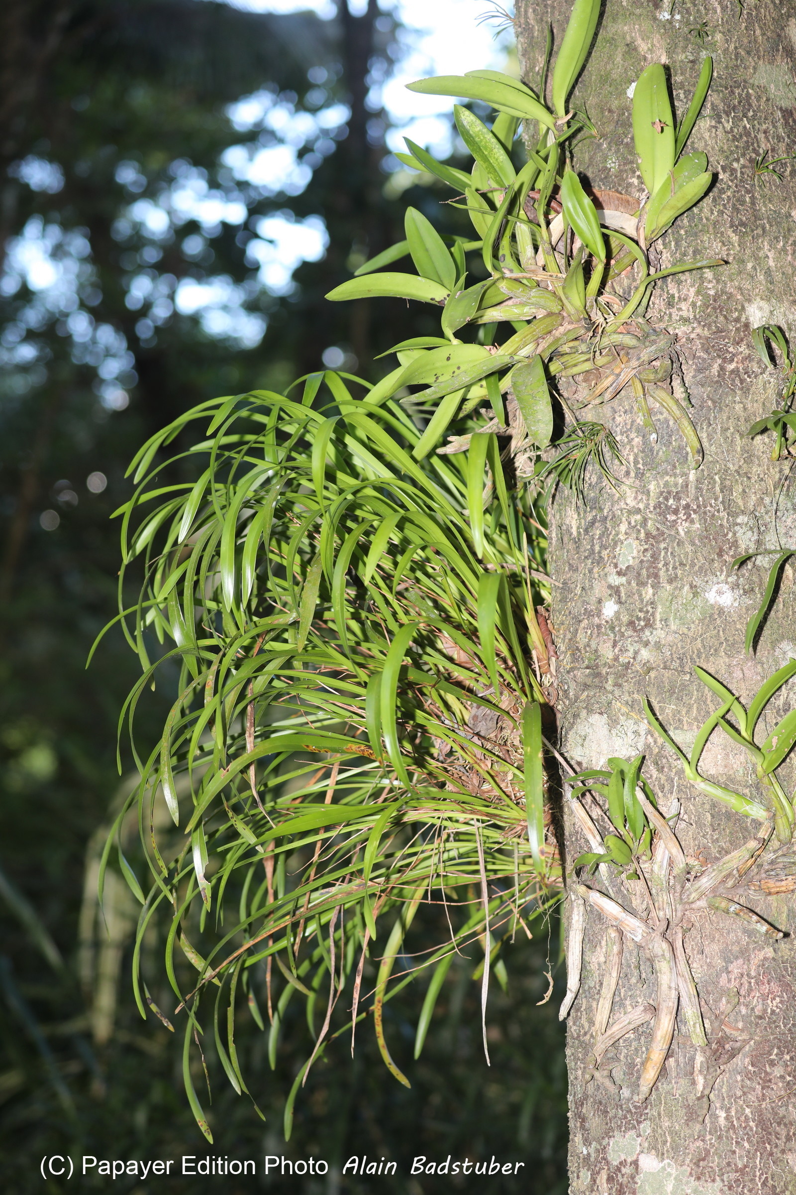 Quatre jours de terrain à Punta Gorda Quatre jours de terrain à Punta Gorda