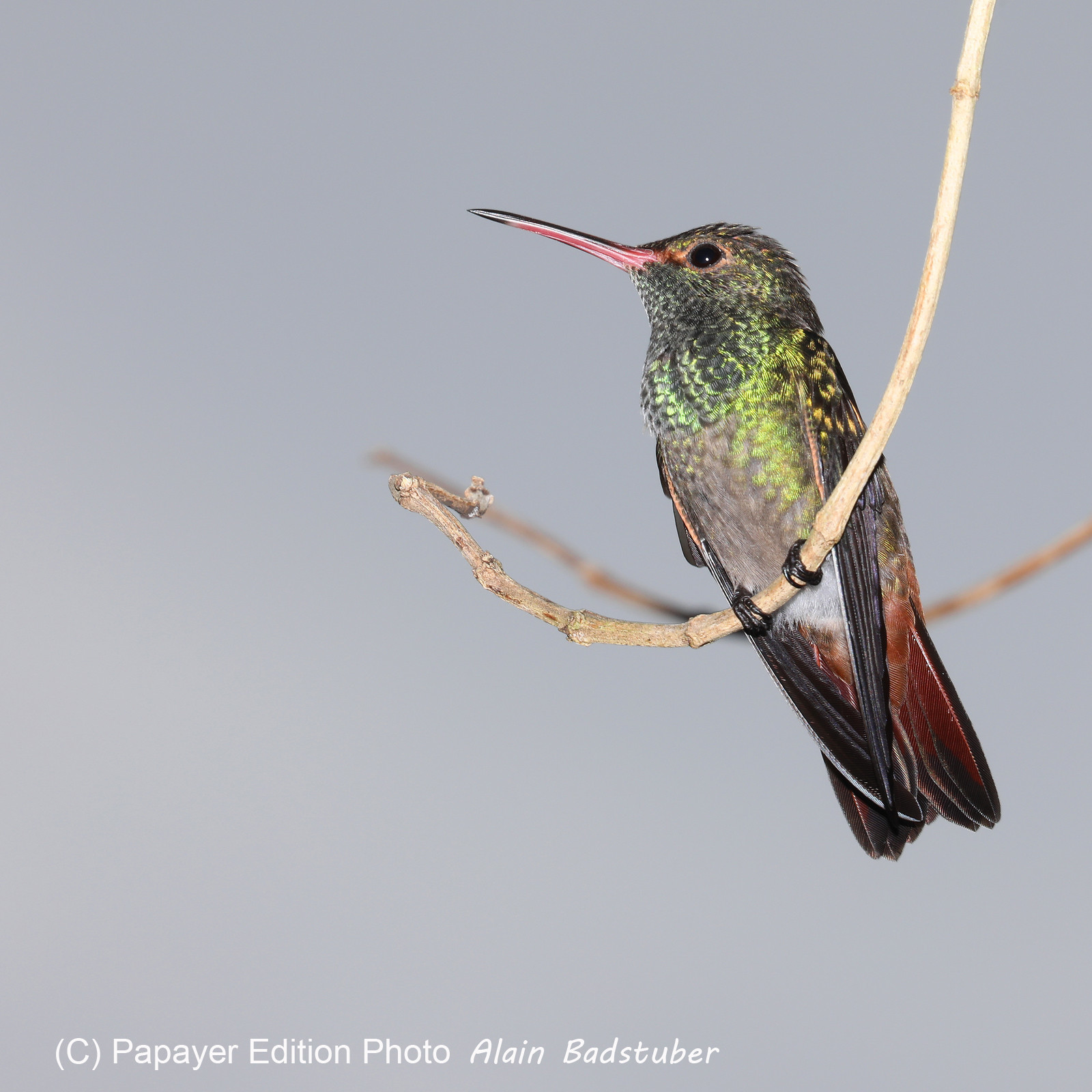 Premier séjour à Crooked Tree , au Bélize en octobre 2021
