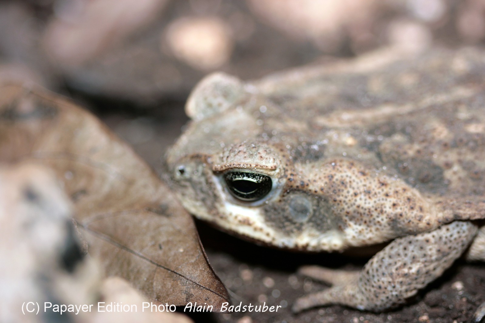Images_Belize_2011_446
