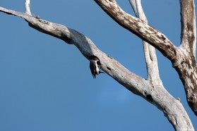 Images_Belize_2011_341