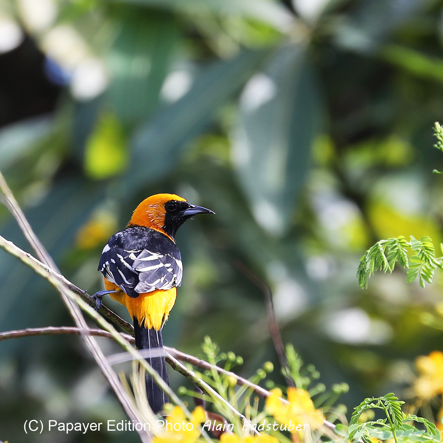 Premier séjour à Crooked Tree , au Bélize en octobre 2021 Premier séjour à Crooked Tree , au Bélize en octobre 2021