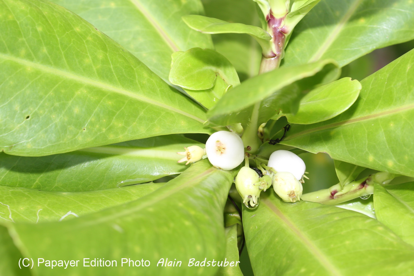 L'Australie à Cow Bay et Cape Tribulation en 2017