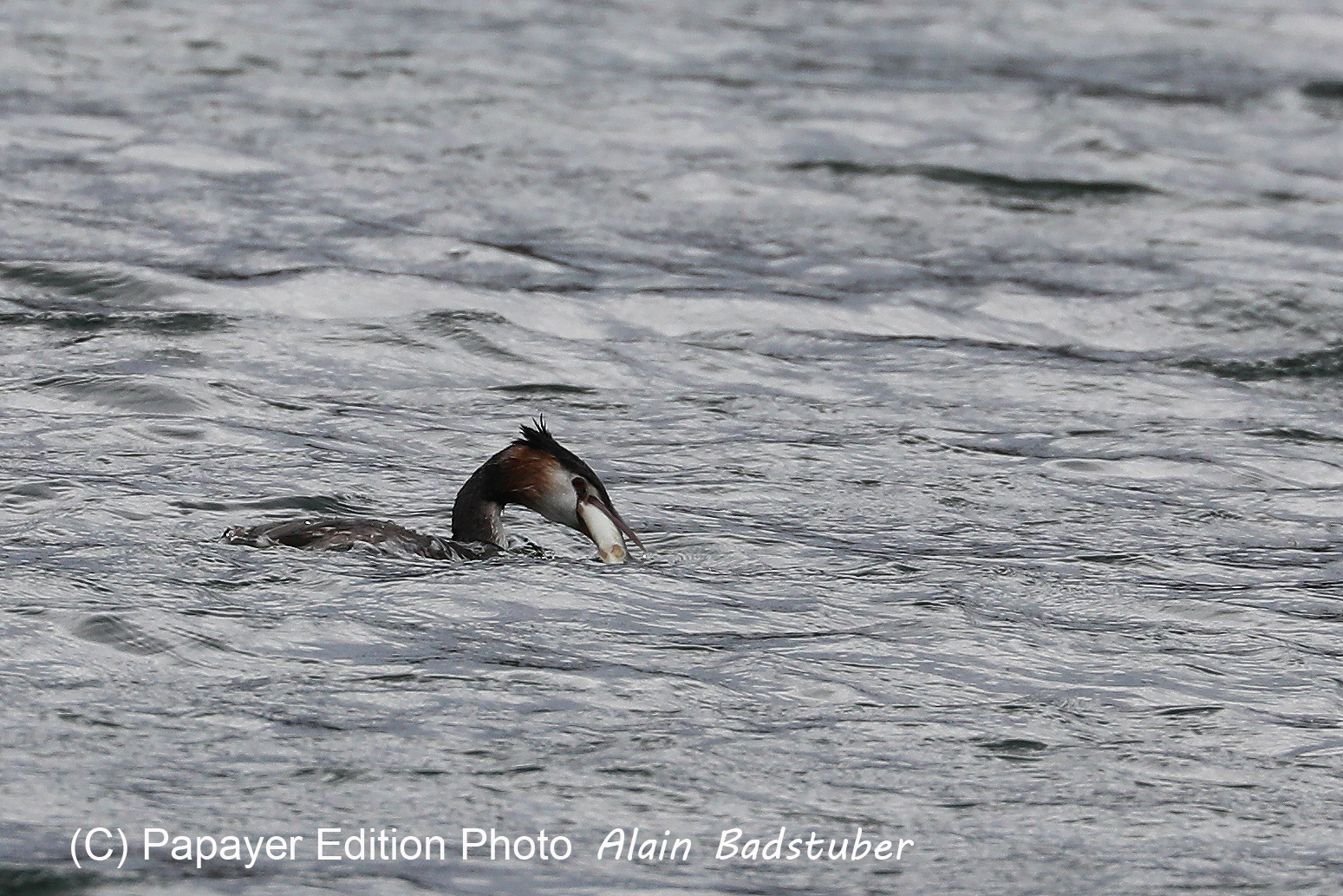 Faune et Flore de Suisse, 2022, Vaumarcus, Repas d'un Grèbe huppé Faune et Flore de Suisse, 2022, Vaumarcus, Repas d'un Grèbe huppé