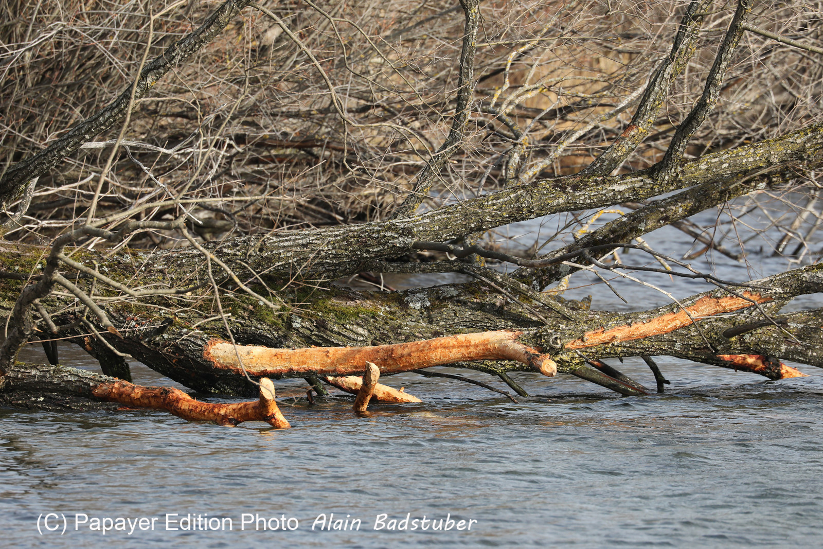 Faune et Flore de Suisse, 2022, Vaumarcus, Traces de Castor