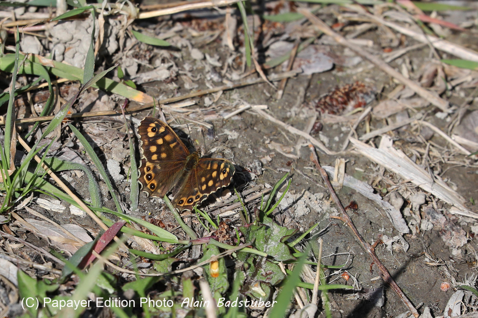 Tircis (Parage egeria)